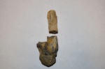 Коралл Thamnoporina