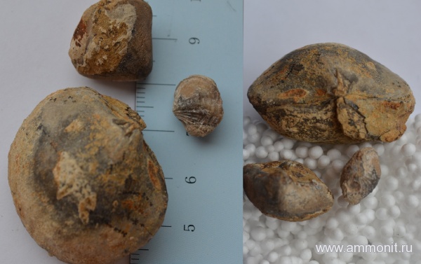 силур, раковины, палеозой, Silurian