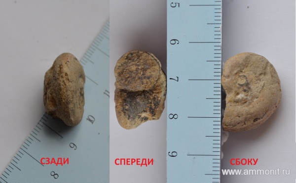 моллюски, силур, палеозой, Silurian