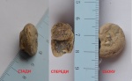 Гастропода со спиральной раковиной