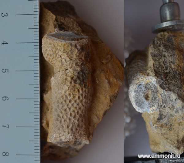 силур, кораллы, палеозой, Silurian, Tabulata