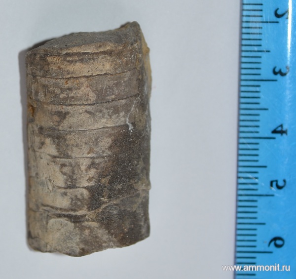 моллюски, силур, палеозой, Silurian, Orthocerida