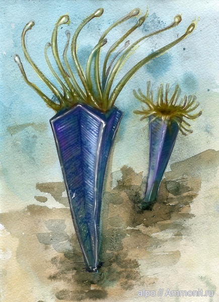 венд, эдиакарий, арт, Vendoconularia