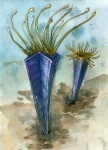 Vendoconularia