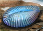 Dickinsonia costata