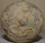 Морской пузырь Echinosphaerites с брахиоподой (?)