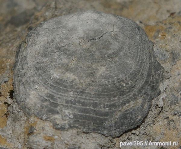 брахиоподы, ордовик, Ленинградская область, Orthisocrania, orthisocrania planissima, Craniidae, Алексеевка