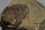 Брахиоподы Siphonotreta unguiculata и Clitambonites squamatus