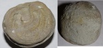 Мшанка Dianulites petropolitanus