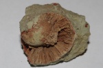 Водоросль Cyclocrinites Eichwald