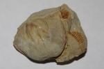 Брахиопода из дружной Leptaeninae