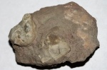 Морские пузыри Echinoencrinites reticulatus