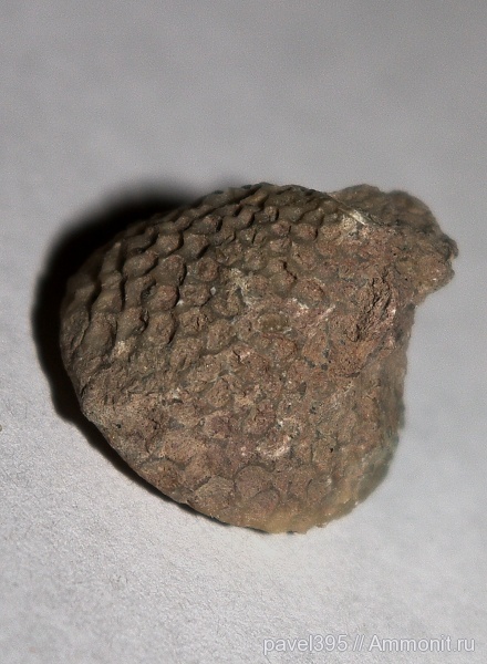 ордовик, Ленинградская область, Bolboporites