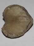 Брахиопода Porambonites reticulatus