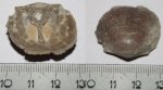 Брахиопода Clitambonites squamatus