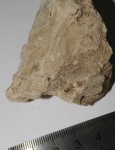 Chaetetes