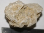 Коралл Actinocyathus (карбон, Новг. обл.) Коралл Actinocyathus (карбон, Новг. обл.)