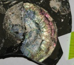 Перламутровый аммонит Шиловки_5 (Aconeceras trautscholdi)