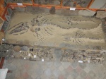 Ископаемый кит Cetotherium
