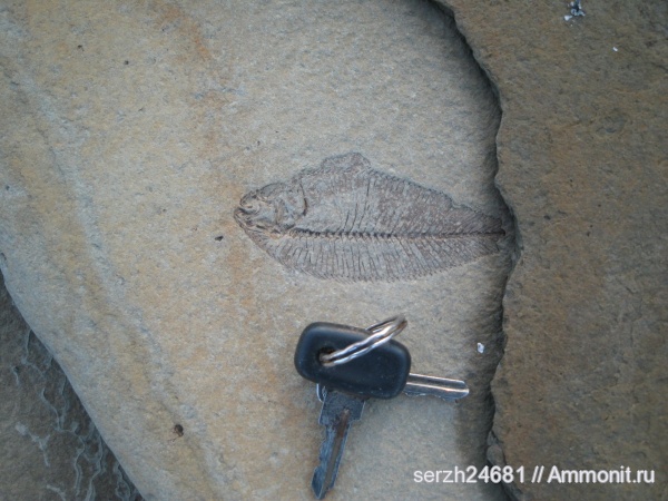 неоген, рыбы, кайнозойская эра, fish