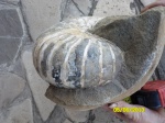Nautilida вид3