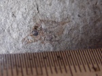 солнечник (Zenopsis clarus Danilshenko)