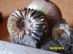 Acanthohoplites sp.
