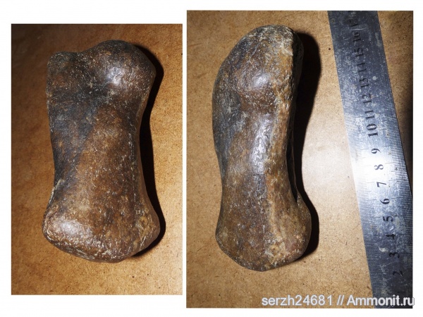 неоген, Россия, позвоночные, млекопитающие, кайнозойская эра, Cetotherium, Краснодарский край, р. Пшеха