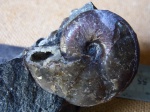 Аммонит(Zuercherella sp.)