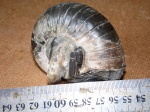 Eogaudryceras duvali с сохранившимся устьем.