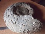 Аммонит  Pictetia sp .