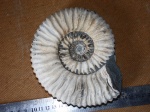 Acanthohoplites sp.