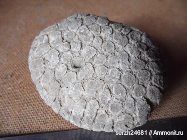 мел, кораллы, Россия, мезозойская эра, Краснодарский край, р. Пшеха, Cretaceous