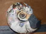 Desmoceratidae sp