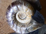 Eogaudryceras sp.