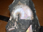 Euphylloceras sp.