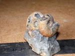 Пара Acanthohoplites sp.