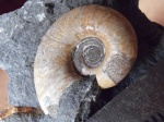 Pictetia