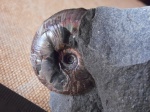 Аммонит Zuercherella sp.