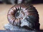 Аммонит Acanthohoplites sp.
