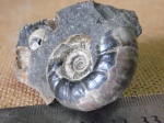 Eogaudryceras .