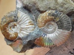 Два Acanthohoplites sp.