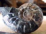 Eogaudryceras sp .