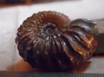 Acanthohoplites sp.