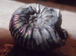 Acanthohoplites bigoureti.