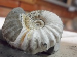 Acanthohoplites sp.