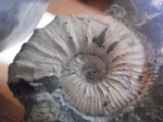Acanthohoplites sp.