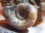 Pictetia.