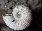 Acanthohoplites.