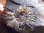 Acanthohoplites sp.